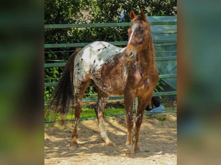 Appaloosa Stallion 1 year 15.1 hh Leopard-Piebald in Winterswijk Brinkheurne