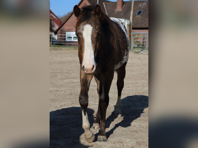 Appaloosa Stallion 1 year 15,2 hh Buckskin in Zetel