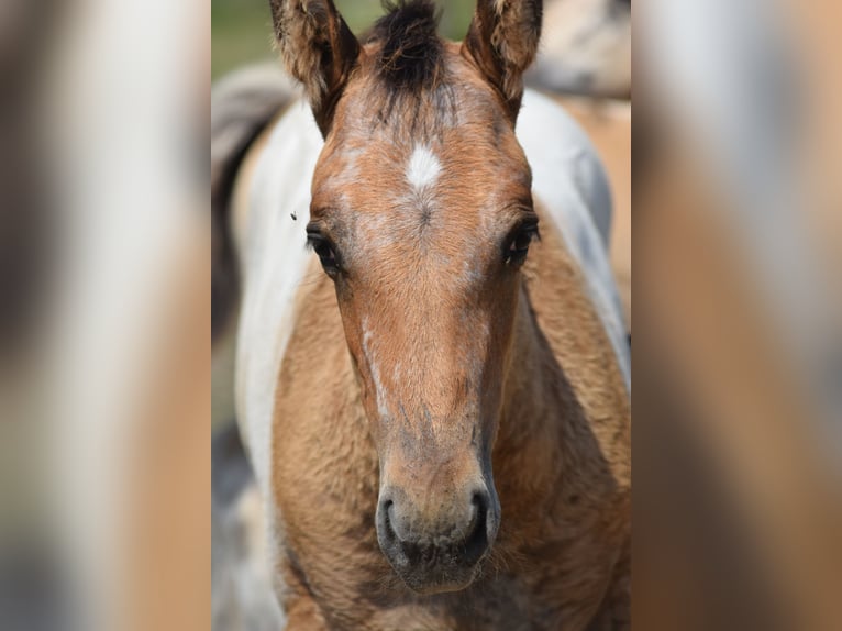 Appaloosa Stallion 1 year 15,2 hh Leopard-Piebald in Dorog