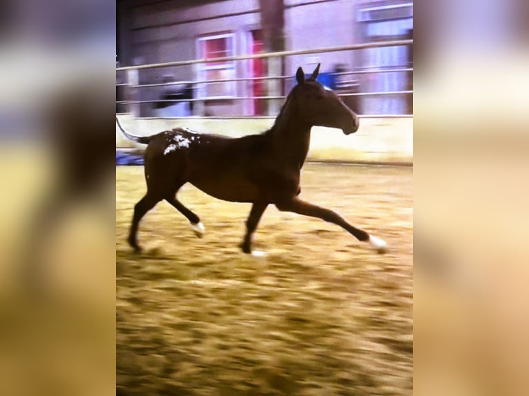 Appaloosa Mix Stallion 1 year 15 hh Roan-Red in Thibodaux