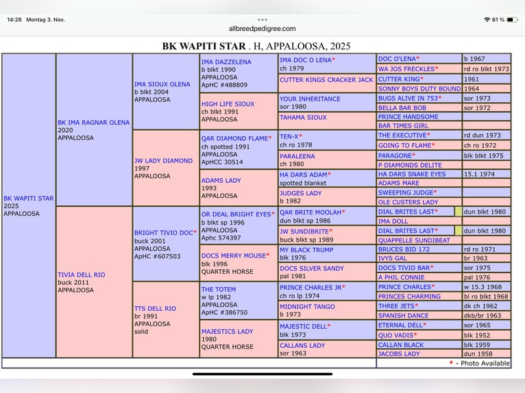 Appaloosa Stallion 1 year 15,1 hh Buckskin in Pappenheim