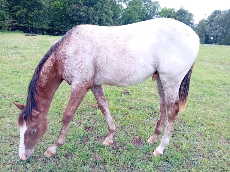 Appaloosa Stallion 1 year 15,1 hh Chestnut-Red in S&#xF6;sdala