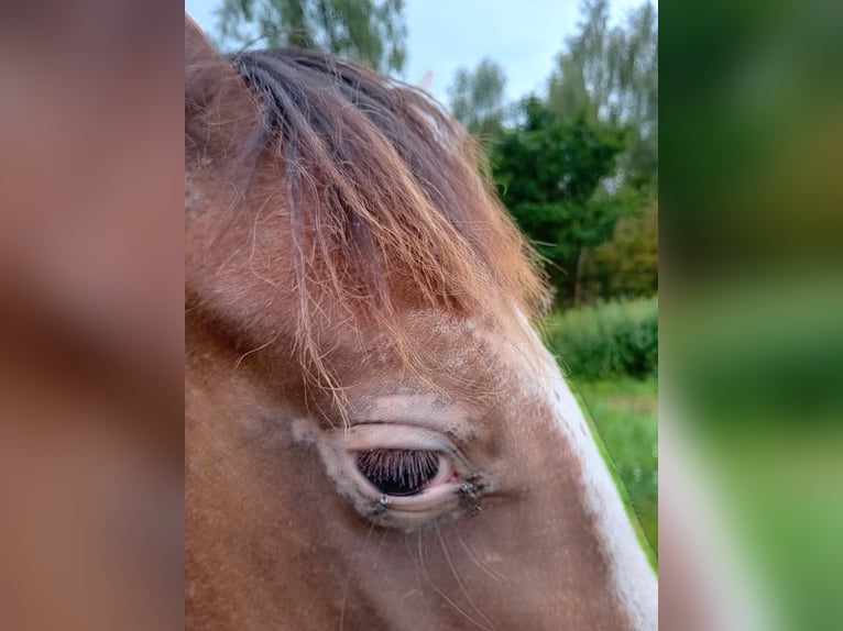 Appaloosa Stallion 1 year 15,1 hh Chestnut-Red in S&#xF6;sdala