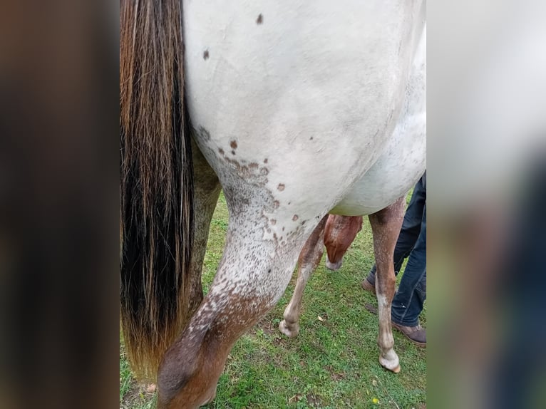Appaloosa Stallion 1 year 15,1 hh Chestnut-Red in S&#xF6;sdala