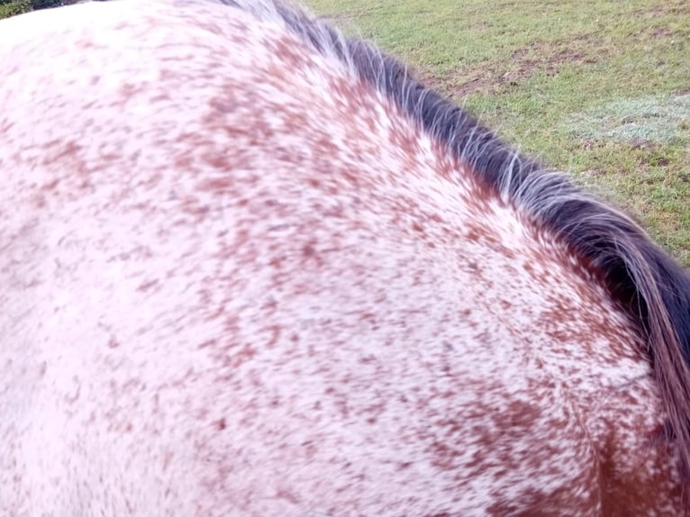 Appaloosa Stallion 1 year 15,1 hh Chestnut-Red in S&#xF6;sdala