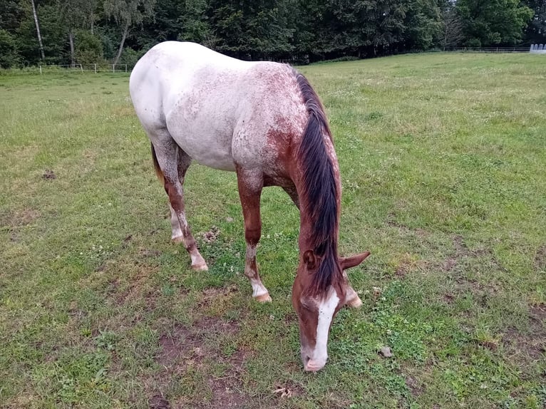 Appaloosa Stallion 1 year 15,1 hh Chestnut-Red in S&#xF6;sdala