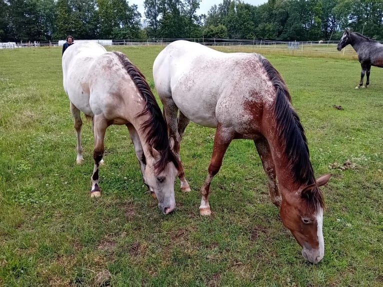 Appaloosa Stallion 1 year 15,1 hh Chestnut-Red in S&#xF6;sdala