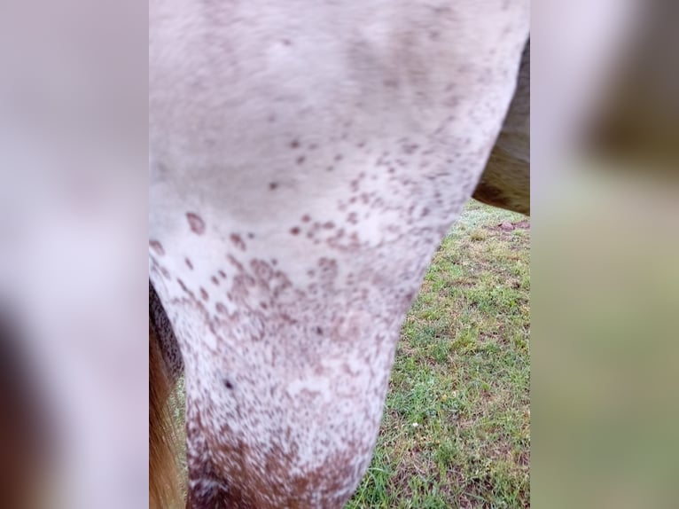 Appaloosa Stallion 1 year 15,1 hh Chestnut-Red in S&#xF6;sdala