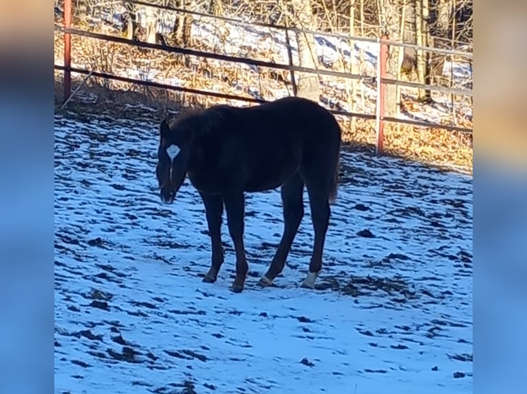Appaloosa Stallion 1 year 15,1 hh Roan-Red in Freyung