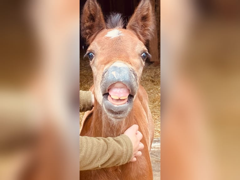 Appaloosa Stallion 1 year 15,2 hh Brown in Kirtorf