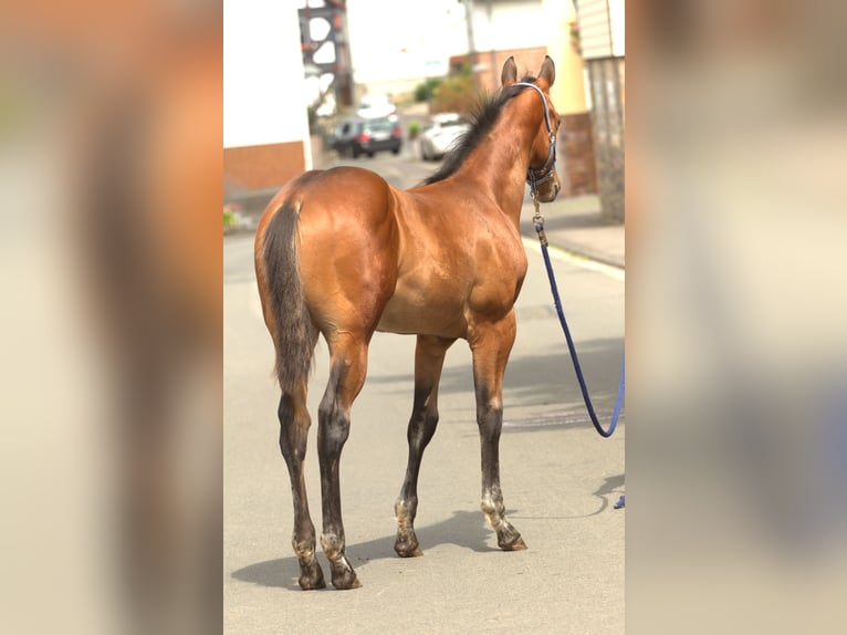Appaloosa Stallion 1 year 15,2 hh Brown in Kirtorf