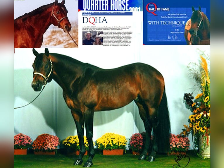 Appaloosa Stallion 1 year 15,2 hh Brown in Kirtorf