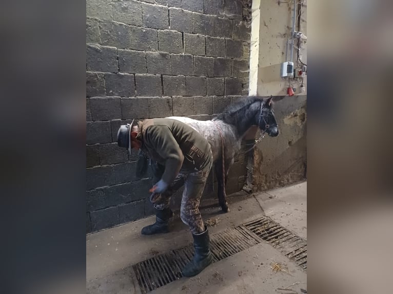 Appaloosa Stallion 1 year 15,2 hh Grullo in Neustadt an der Orla