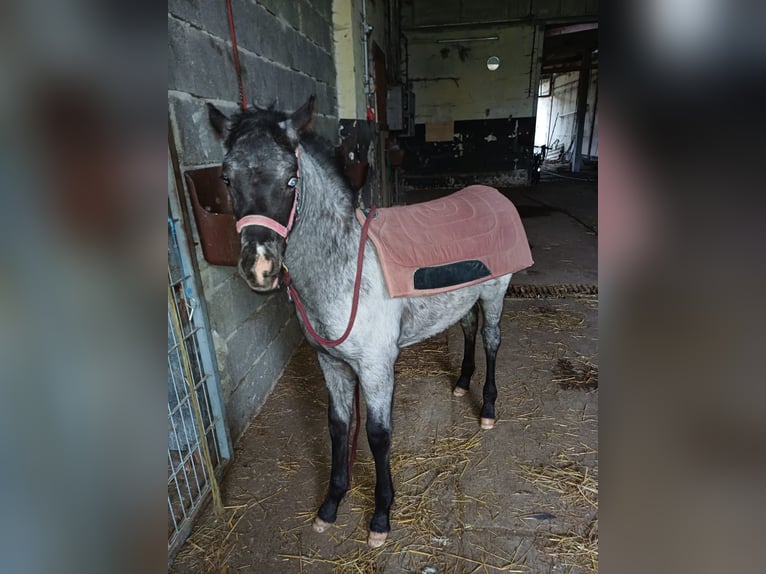Appaloosa Stallion 1 year 15,2 hh Grullo in Neustadt an der Orla