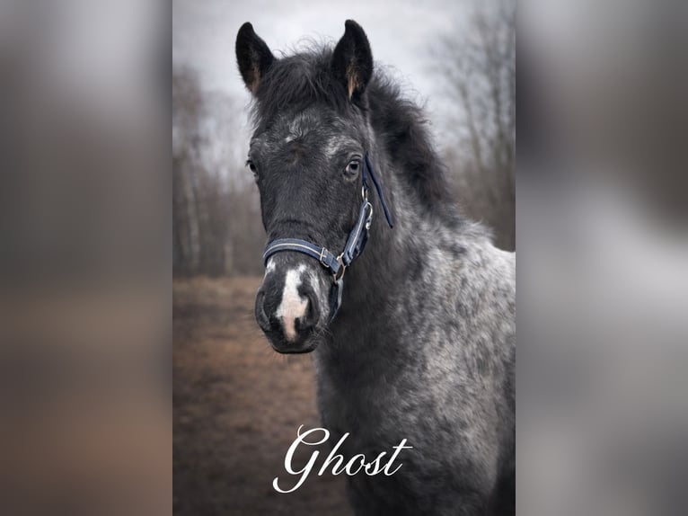 Appaloosa Stallion 1 year 15,2 hh  in Neustadt an der Orla