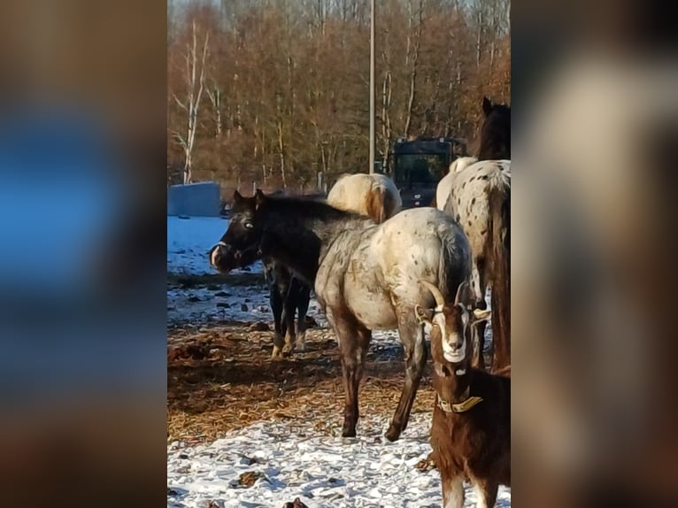 Appaloosa Stallion 1 year 15,2 hh in Neustadt an der Orla