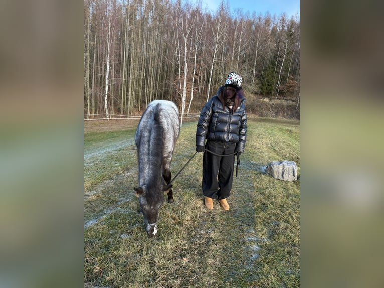 Appaloosa Stallion 1 year 15,2 hh  in Neustadt an der Orla