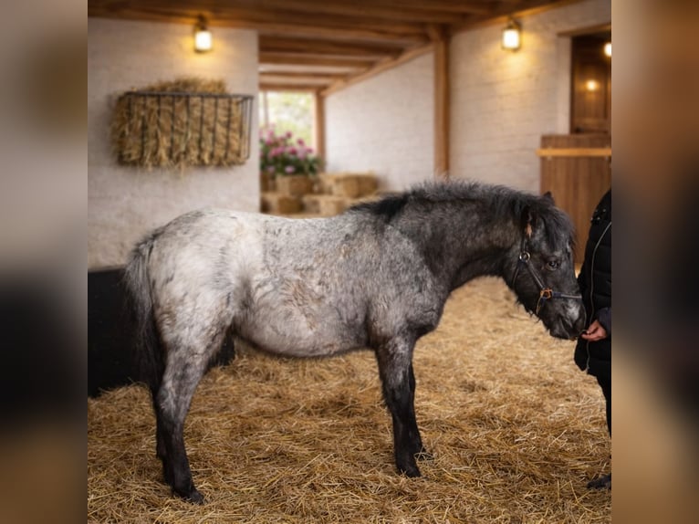 Appaloosa Stallion 1 year 15,2 hh  in Neustadt an der Orla