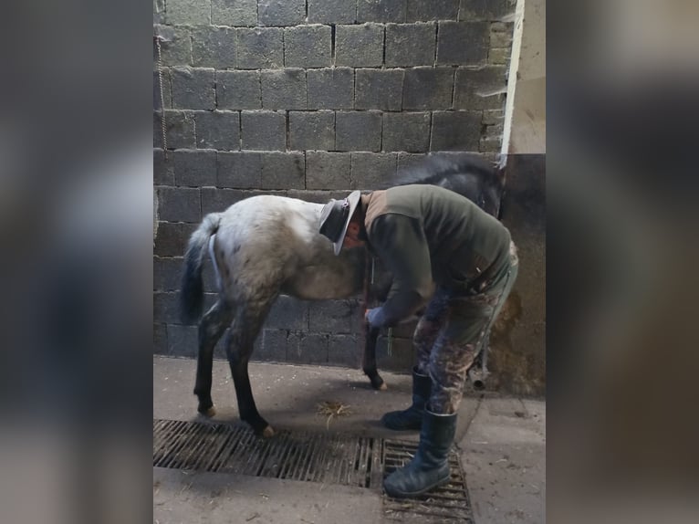 Appaloosa Stallion 1 year 15,2 hh in Neustadt an der Orla