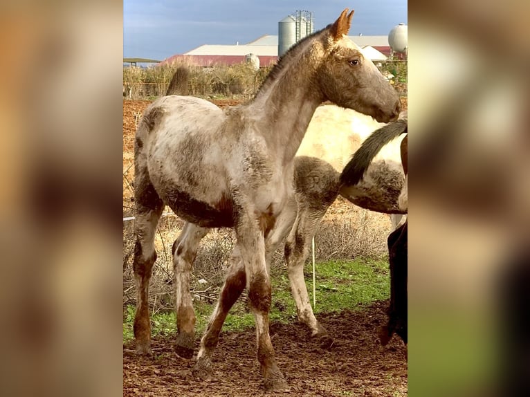 Appaloosa Stallion 1 year 16 hh Chestnut-Red in Bienvenida