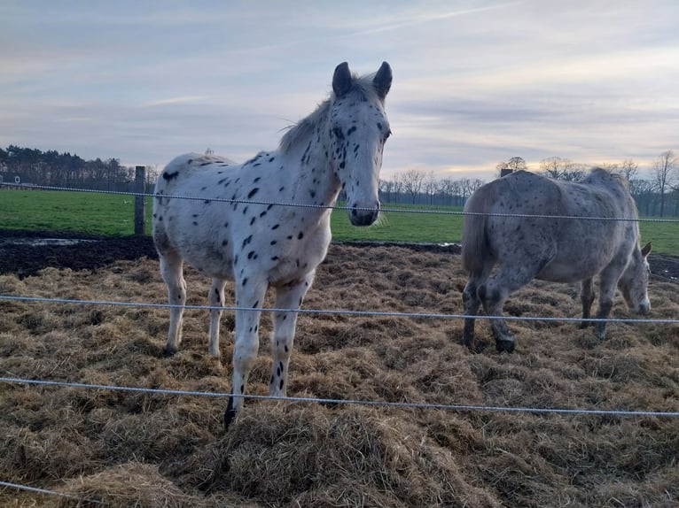 Appaloosa Stallion 1 year 16,1 hh Leopard-Piebald in Winterswijk Brinkheurne