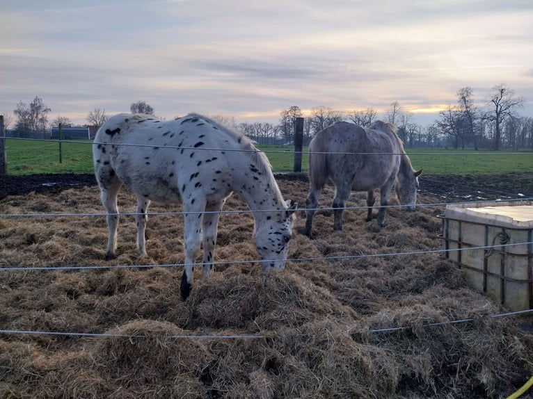 Appaloosa Stallion 1 year 16,1 hh Leopard-Piebald in Winterswijk Brinkheurne