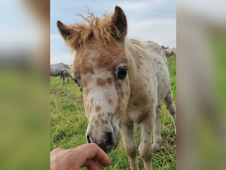 Appaloosa Stallion 1 year 8,1 hh in LATTROP