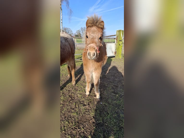 Appaloosa Stallion 1 year 8,3 hh Leopard-Piebald in Eibergen