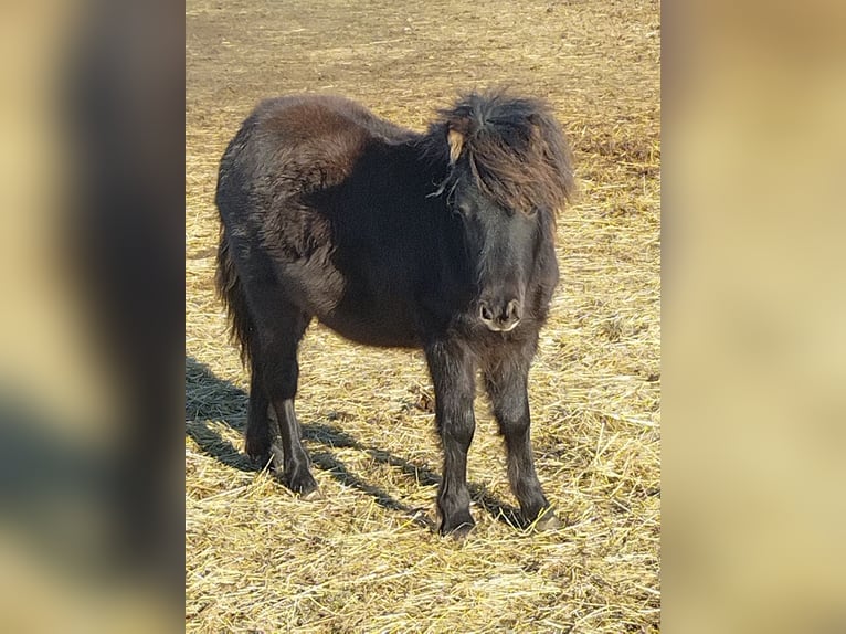 Appaloosa Stallion 1 year 9,1 hh Black in Seyring