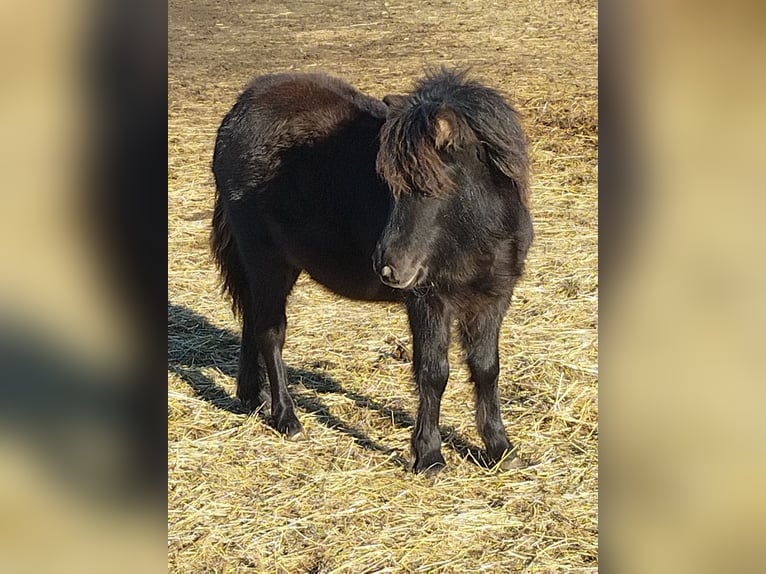 Appaloosa Stallion 1 year 9,1 hh Black in Seyring