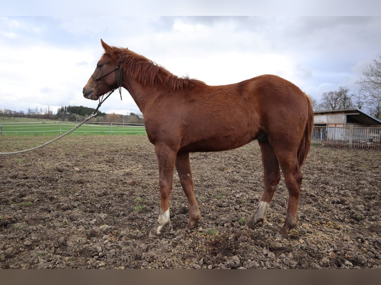 Appaloosa Stallion 1 year Chestnut in Pilsen-south