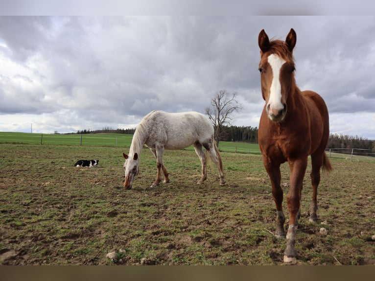 Appaloosa Stallion 1 year Chestnut in Pilsen-south