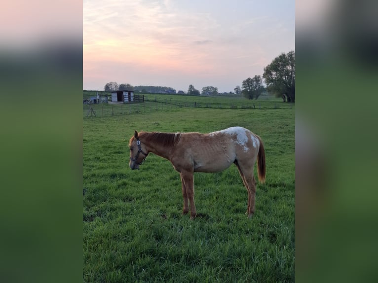 Appaloosa Stallion 1 year Dun in Lierde