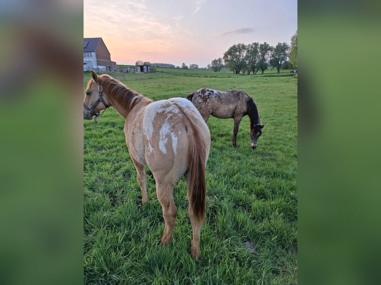 Appaloosa Stallion 1 year Dun in Lierde