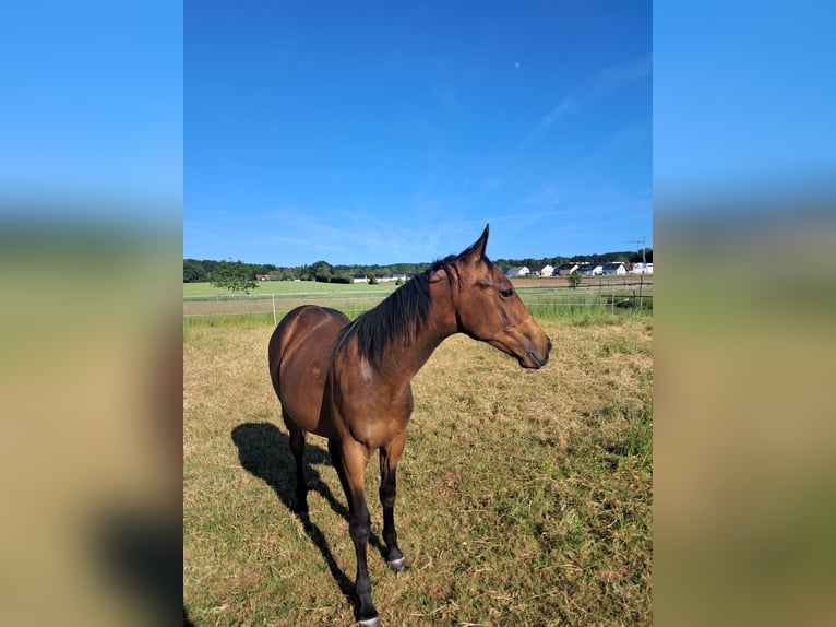 Appaloosa Stallion 1 year Smoky-Black in MechernichMechernich
