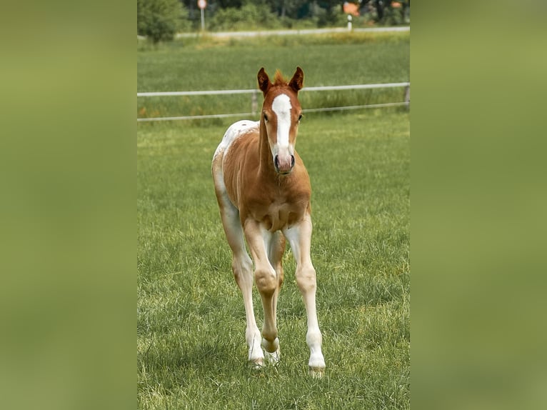 Appaloosa Stallion 1 year in Friedeburg Reepsholt, Hoheesche