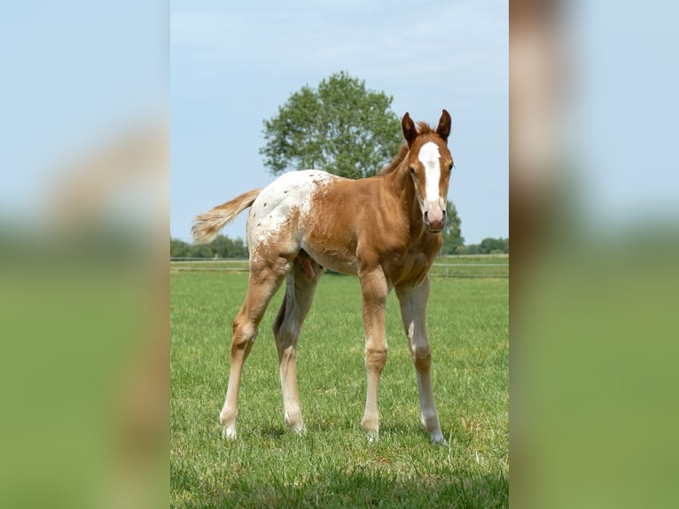 Appaloosa Stallion 1 year in Friedeburg Reepsholt, Hoheesche