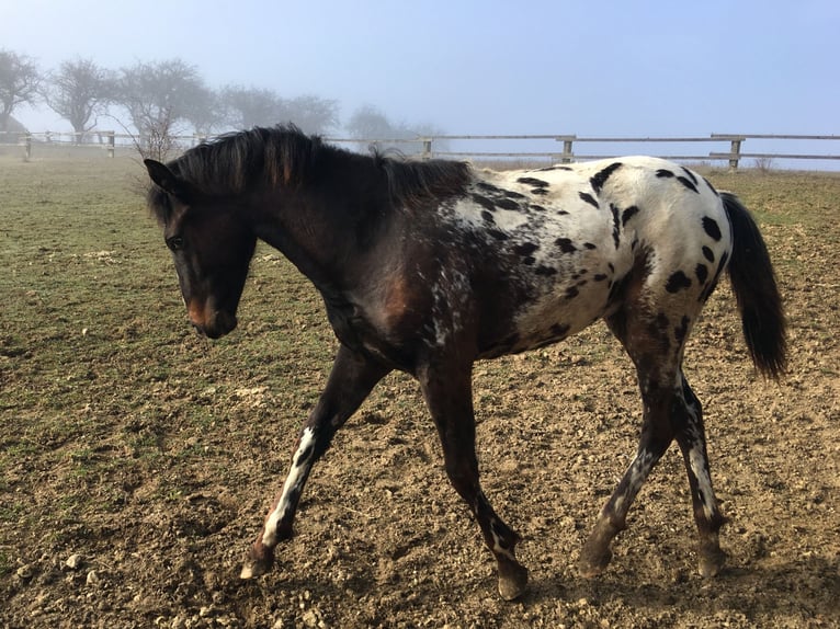 Appaloosa Stallion 1 year  in Tišnov
