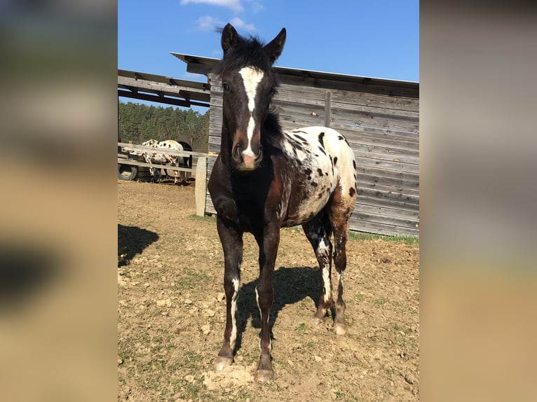 Appaloosa Stallion 1 year  in Tišnov
