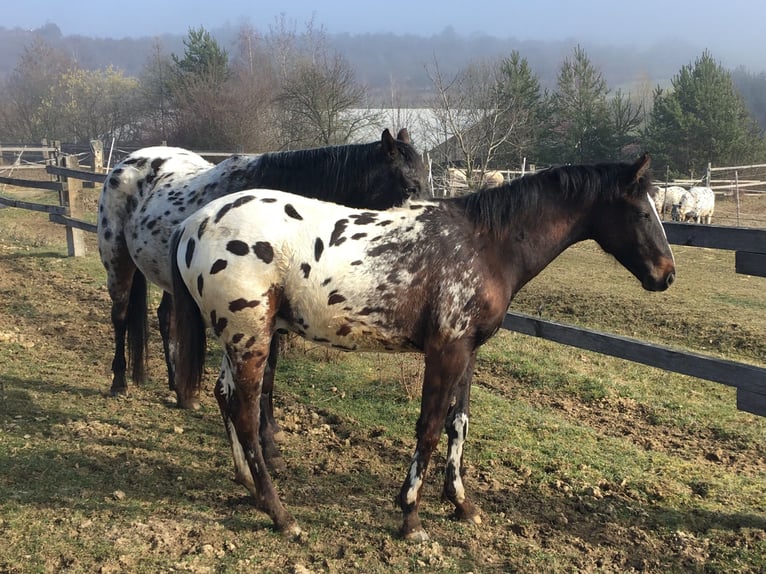 Appaloosa Stallion 1 year  in Tišnov