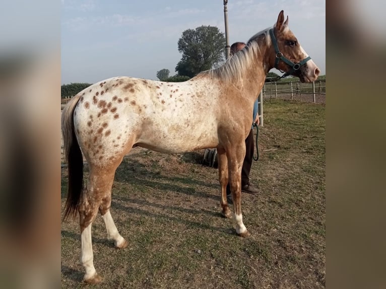 Appaloosa Stallion 2 years 13,2 hh Leopard-Piebald in Bergamo