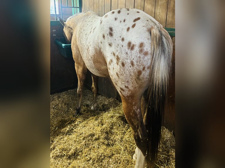 Appaloosa Stallion 2 years 13,2 hh Leopard-Piebald in Bergamo
