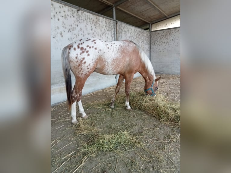Appaloosa Stallion 2 years 13,3 hh in Stagno Lombardo