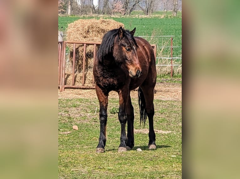 Appaloosa Stallion 2 years 14,1 hh Brown in Jerichow