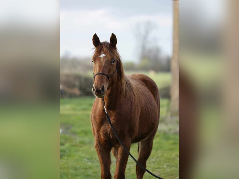 Appaloosa Stallion 2 years 14,1 hh Chestnut-Red in Borgloon