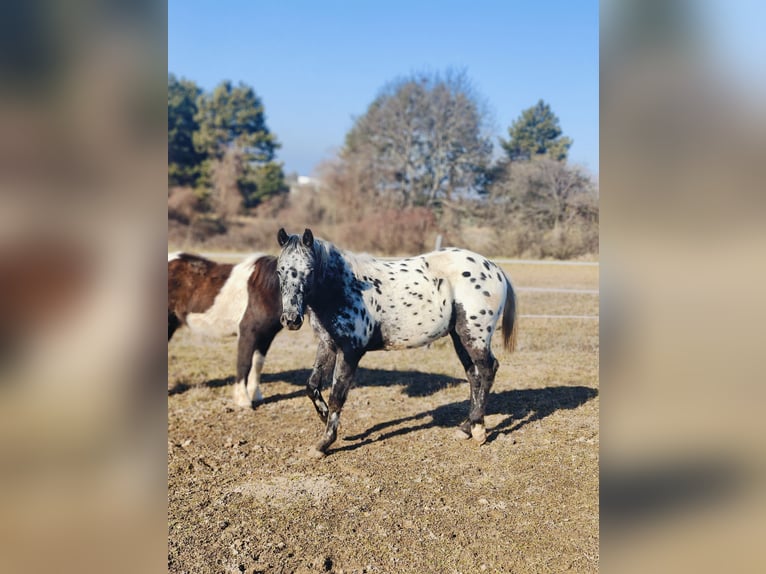 Appaloosa Stallion 2 years 14,1 hh Leopard-Piebald in Au am Leithaberge