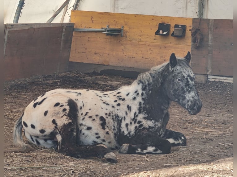 Appaloosa Stallion 2 years 14,1 hh Leopard-Piebald in Au am Leithaberge