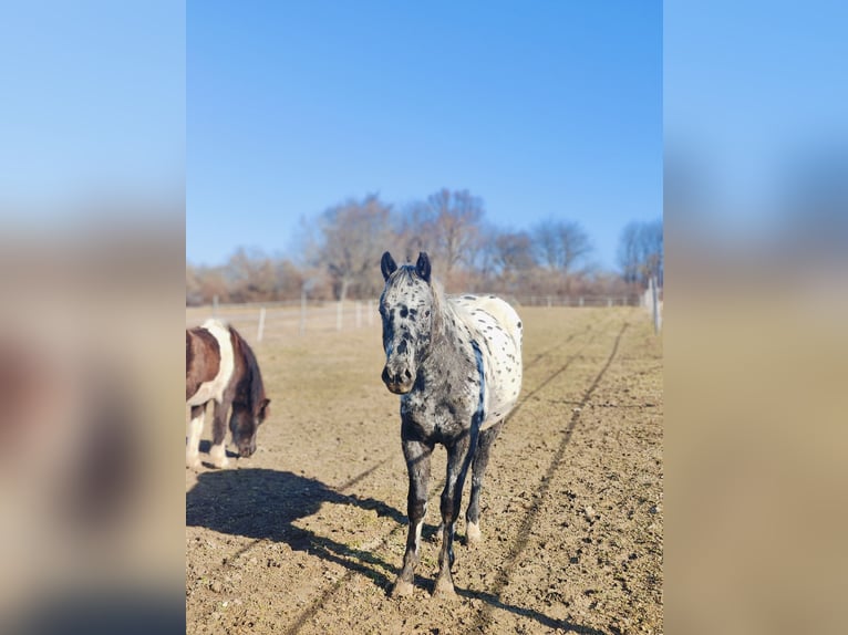 Appaloosa Stallion 2 years 14,1 hh Leopard-Piebald in Au am Leithaberge