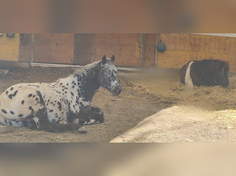 Appaloosa Stallion 2 years 14,1 hh Leopard-Piebald in Au am Leithaberge