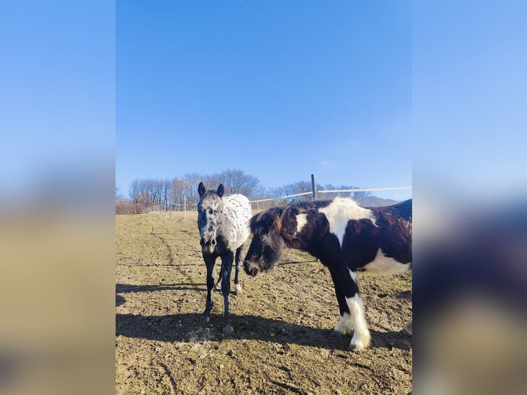 Appaloosa Stallion 2 years 14,1 hh Leopard-Piebald in Au am Leithaberge